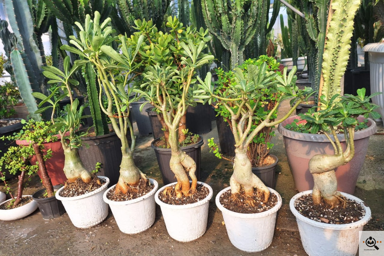 گلخانه کاکتوس کرمانشاه در کرمانشاه