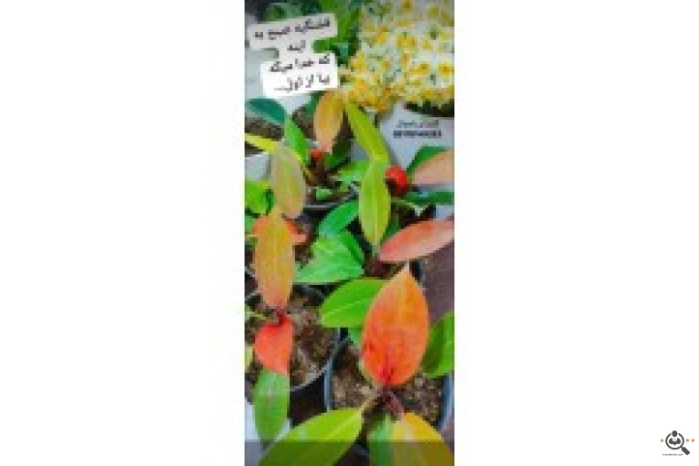 گلسرای پامچال در شیراز