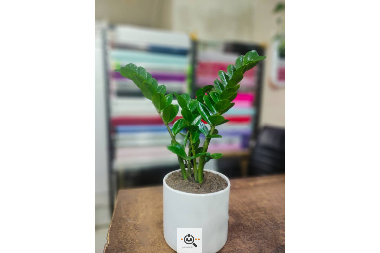 گلسرای پامچال در شیراز