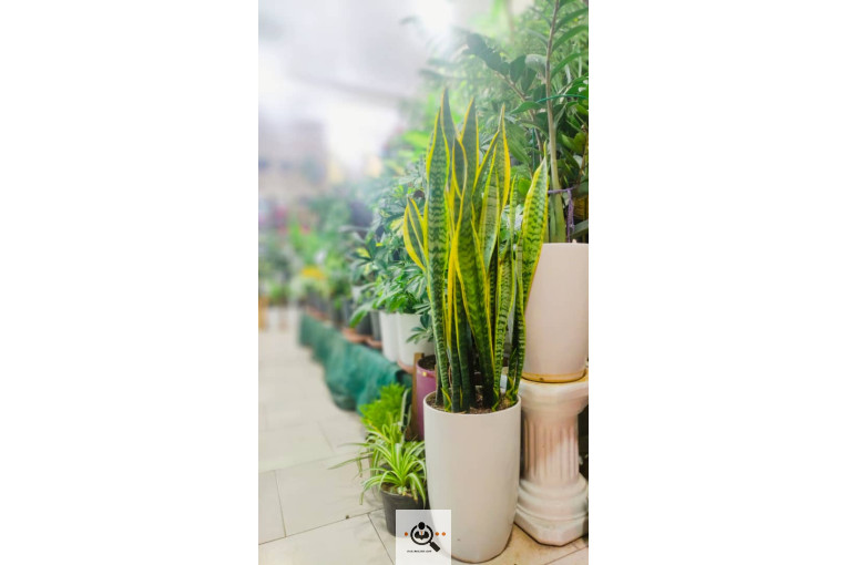 گلسرای پامچال در شیراز