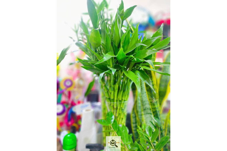 گلسرای پامچال در شیراز