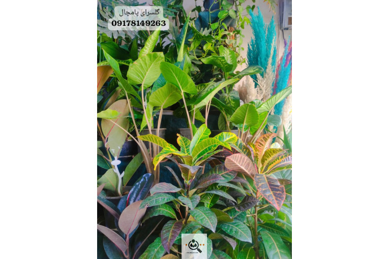 گلسرای پامچال در شیراز