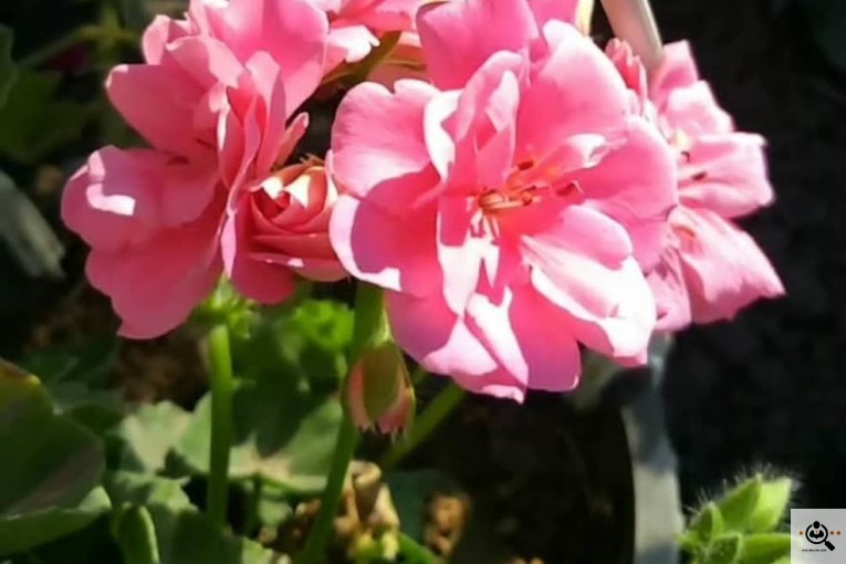 گلسرای ساسان در آستانه اشرفیه