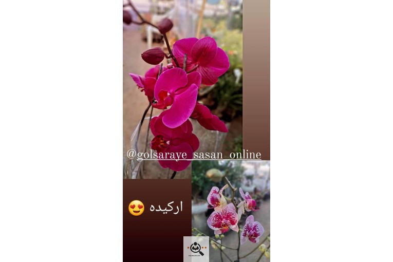 گلسرای ساسان در آستانه اشرفیه