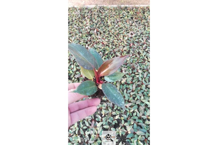 نمایشگاه گل و گیاه رضا در چهارباغ کرج