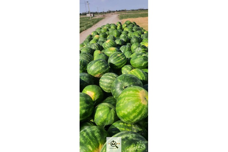 میدان تره بارجیرفت و خرید فروش محصولات کشاورزی نخعی در شهرستان جیرفت