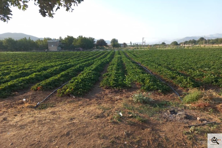 فروش و نشا توت فرنگی کاوه در مریوان