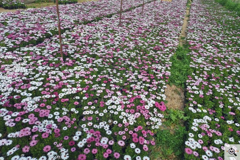 موسسه تولیدی گل و گیاه گل خالق در اصفهان