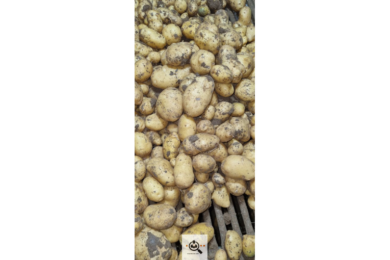 صادرات و بازرگانی محصولات کشاورزی رضا هوشدار در بهار همدان