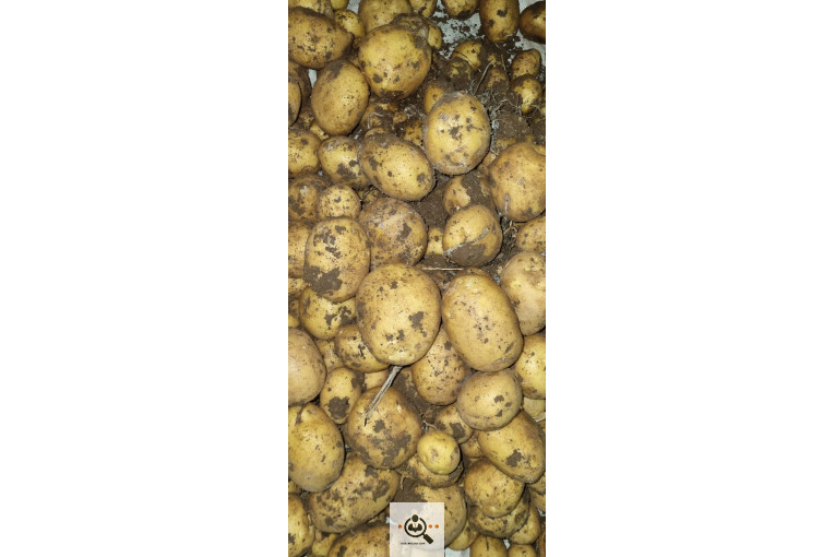 صادرات و بازرگانی محصولات کشاورزی رضا هوشدار در بهار همدان