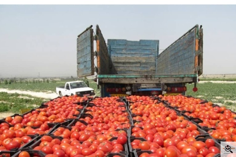 خرید و فروش میوه و محصولات کشاورزی عظیم پور در ابرکوه