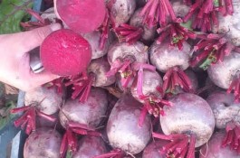 صادرات سبزیجات و میوه جات امیر شکاری در دزفول