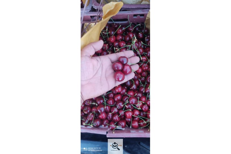 بارفروشی و صادرات میوه و تره بار جهانگیر منصور در اشنویه
