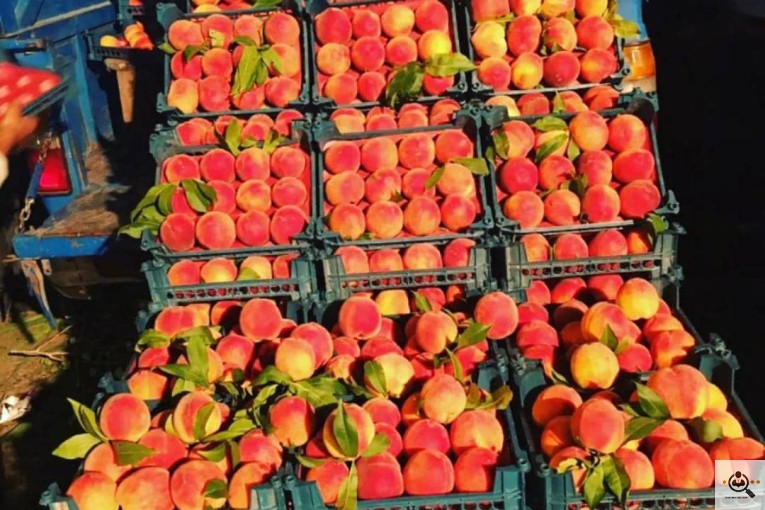 میوه و تره بار ملکی در تهران