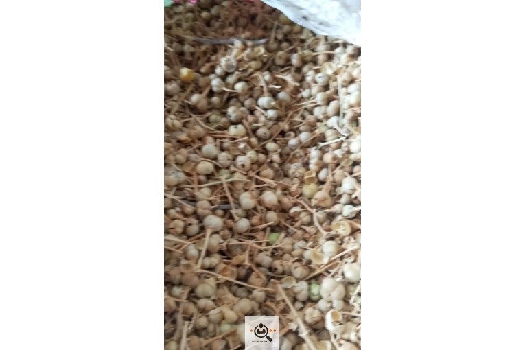 پخش و فروش گیاهان عرق گیری غلامی در مشهد