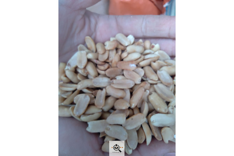 کارگاه بادام زمینی استاد شهریار در پارس آباد اردبیل