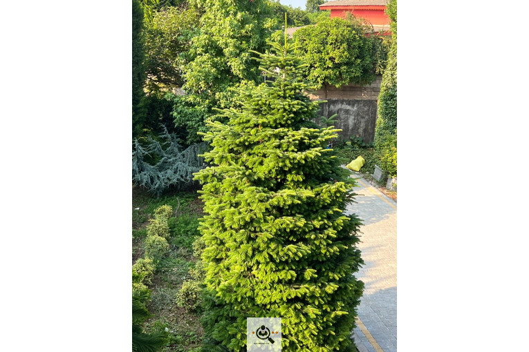 مجتمع گل و گیاه رمضانی در چابکسر