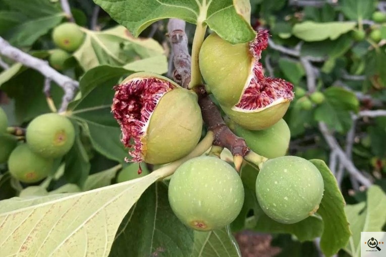 خشکبار زنده یاد علی مراد محمدی فارس کوهچنار دوستیران در شیراز