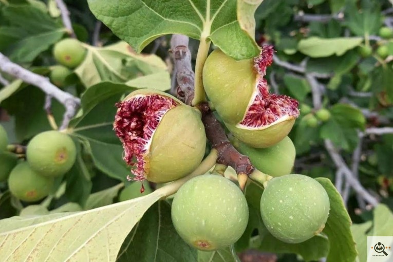 خشکبار زنده یاد علی مراد محمدی فارس کوهچنار دوستیران در شیراز