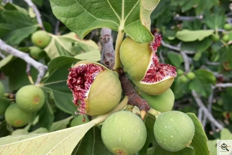 خشکبار زنده یاد علی مراد محمدی فارس کوهچنار دوستیران در شیراز