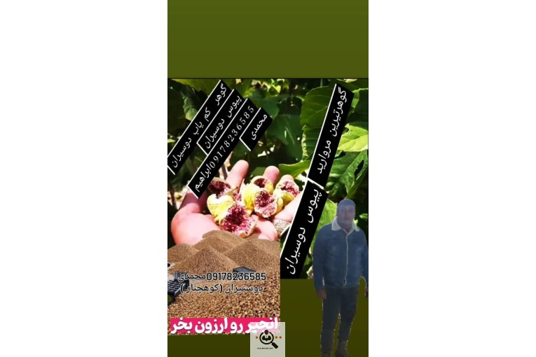 خشکبار زنده یاد علی مراد محمدی فارس کوهچنار دوستیران در شیراز