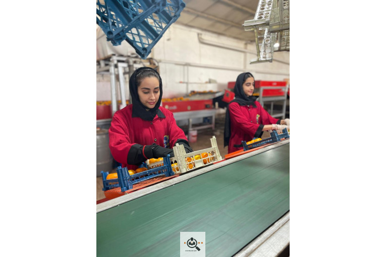سورتینگ بسته بندی مرکبات کرد در ساری