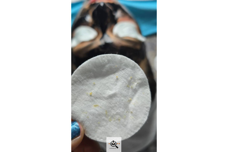 فیشال و پاکسازی صورت سوگند فداکار در تهران