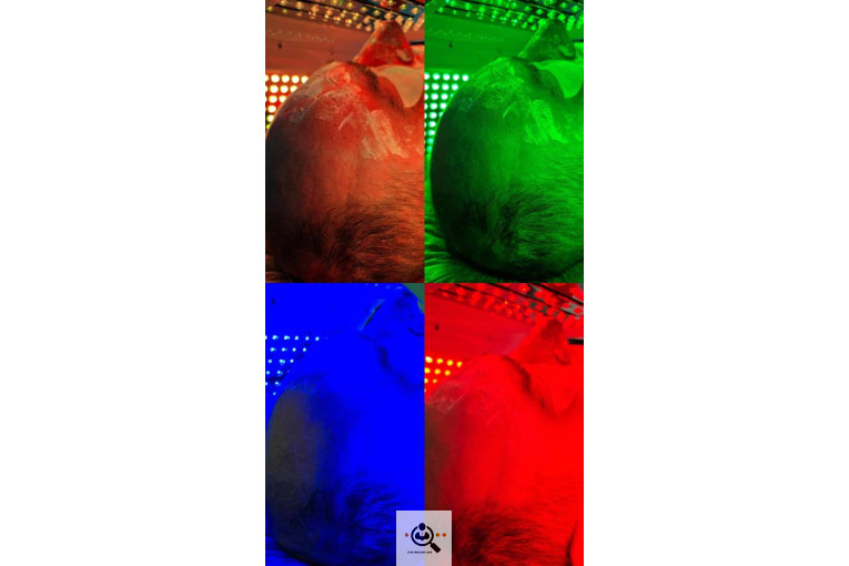 فیشال و پاکسازی صورت سوگند فداکار در تهران