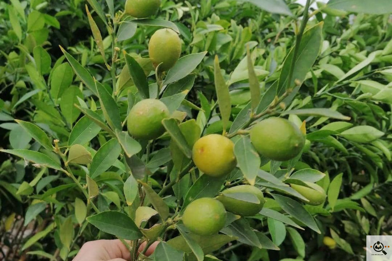 نهالستان بزرگ آرین نهال در رضوانشهر