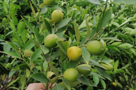 نهالستان بزرگ آرین نهال در رضوانشهر