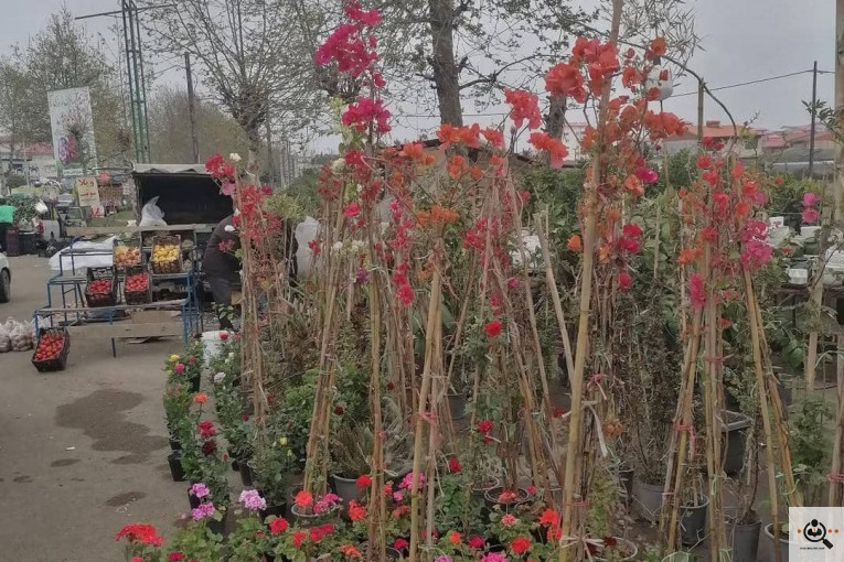 نهالستان بزرگ آرین نهال در رضوانشهر