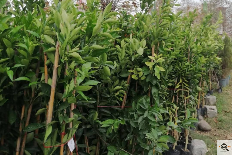 نهالستان بزرگ آرین نهال در رضوانشهر