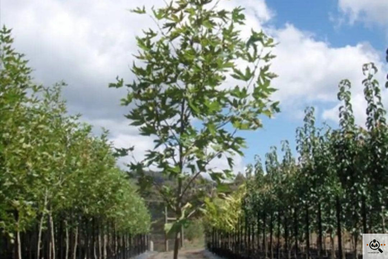 نهالستان بزرگ آرین نهال در رضوانشهر
