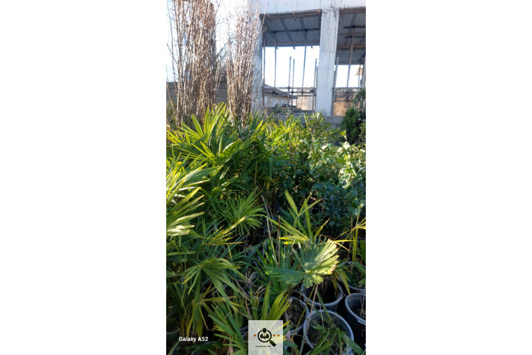 نهالستان بزرگ آرین نهال در رضوانشهر