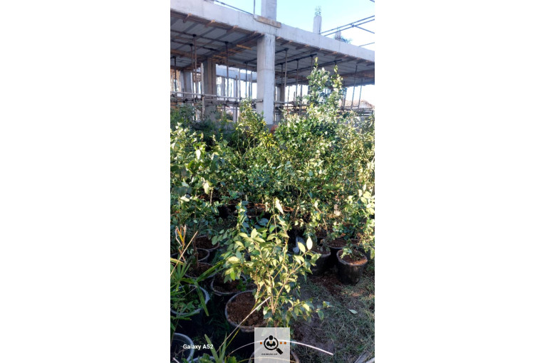 نهالستان بزرگ آرین نهال در رضوانشهر