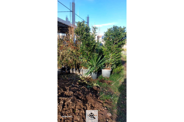 نهالستان بزرگ آرین نهال در رضوانشهر