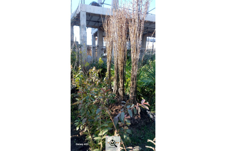 نهالستان بزرگ آرین نهال در رضوانشهر