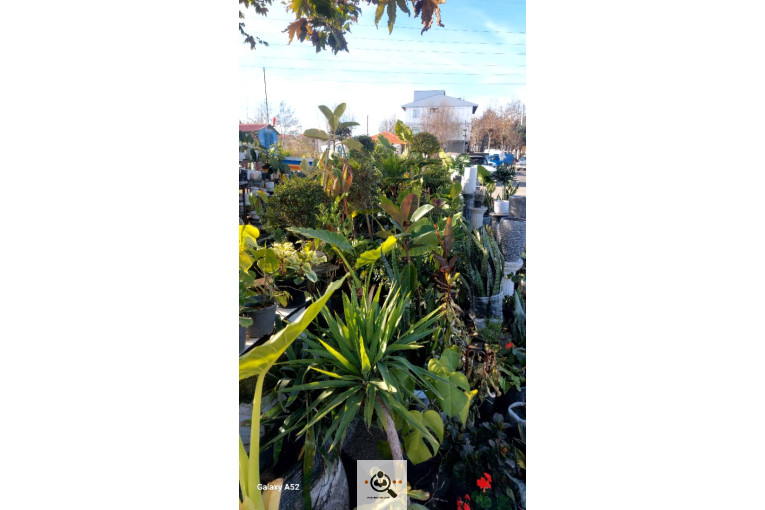 نهالستان بزرگ آرین نهال در رضوانشهر