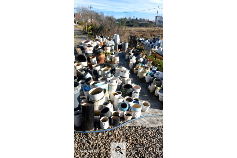 نهالستان بزرگ آرین نهال در رضوانشهر