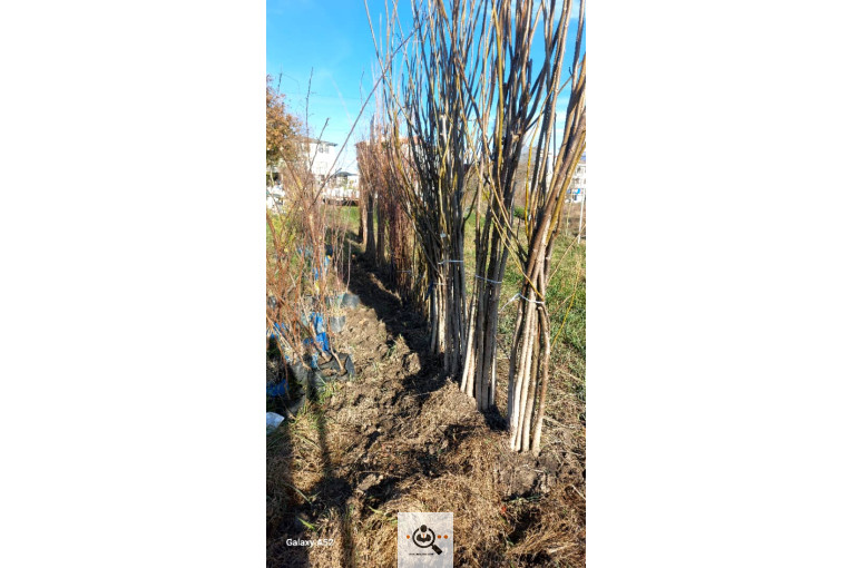 نهالستان بزرگ آرین نهال در رضوانشهر