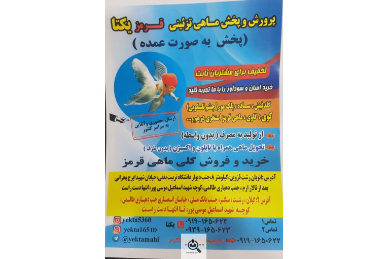 پرورش و پخش ماهی تزئینی قرمز یکتا در رشت