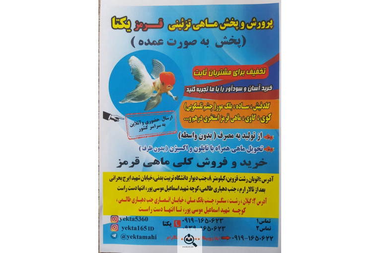 پرورش و پخش ماهی تزئینی قرمز یکتا در رشت