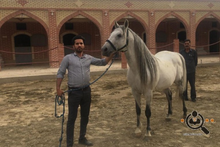خرید و فروش اسب کرمی در کرمانشاه