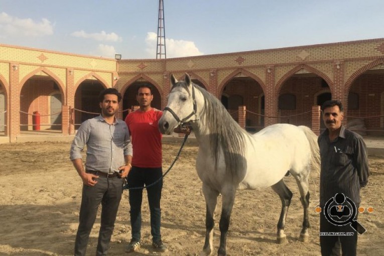 خرید و فروش اسب کرمی در کرمانشاه
