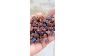 کشمش آفتابی درگز در استان خراسان رضوی شهرستان درگز
