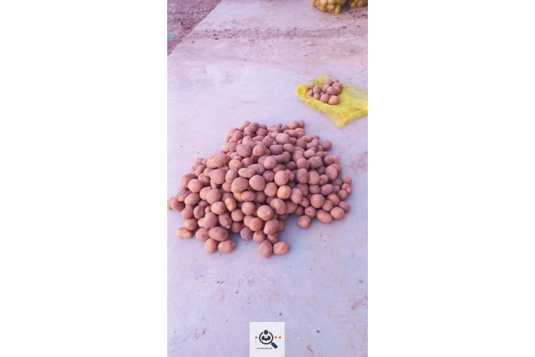 بازرگانی محصولات کشاورزی علی حجتی در بهار همدان