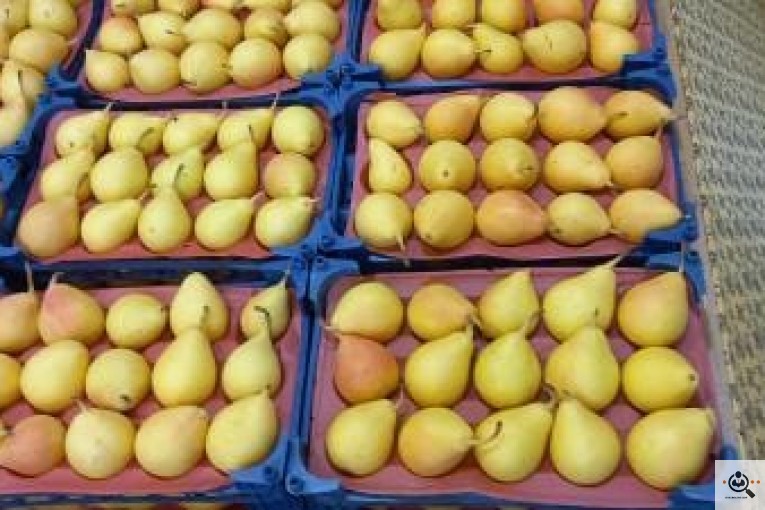 میوه فروشی معرفت در نجف آباد