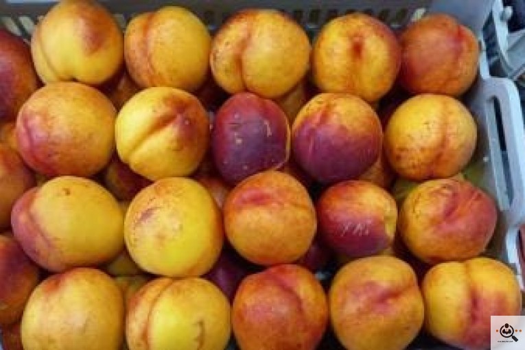میوه فروشی معرفت در نجف آباد