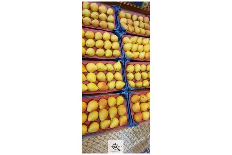 میوه فروشی معرفت در نجف آباد