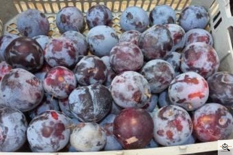 میوه فروشی معرفت در نجف آباد